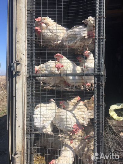 Несушки (отборка)