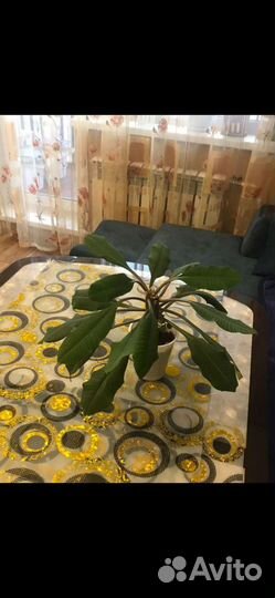 Молочай беложильчатый (эуфорбия)