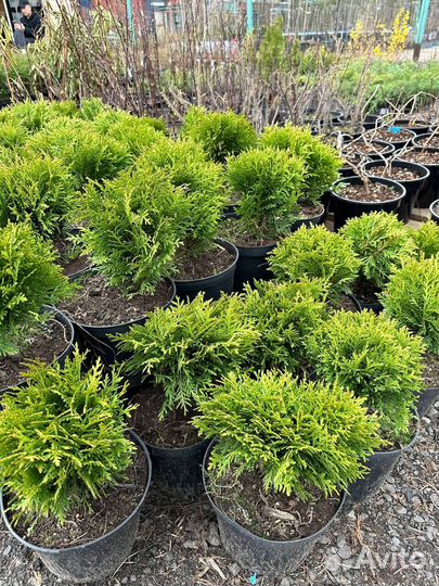 Туя Даника 20-25 см