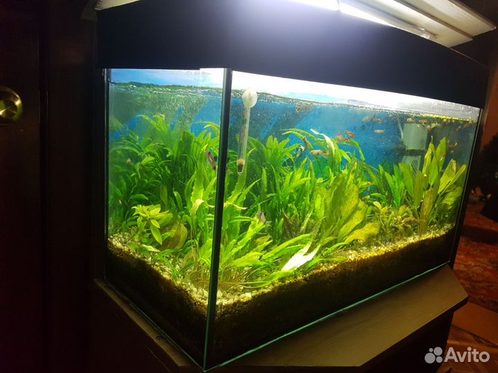 Аквариум