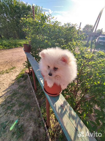 Продам щенков шпица