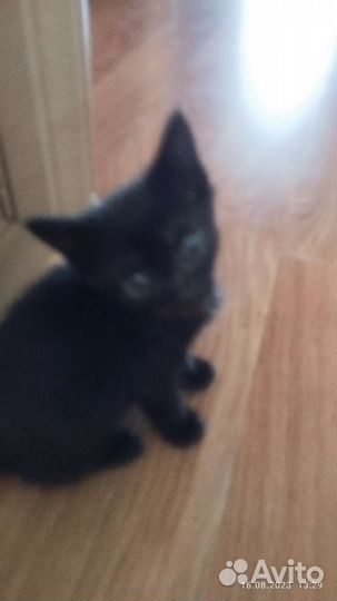 Кошки в добрые руки бесплатно