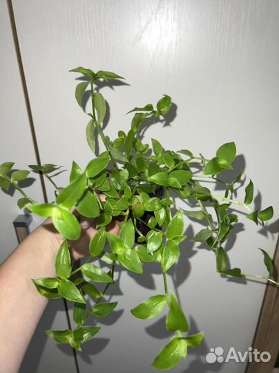 Традесканции укорененный черенки