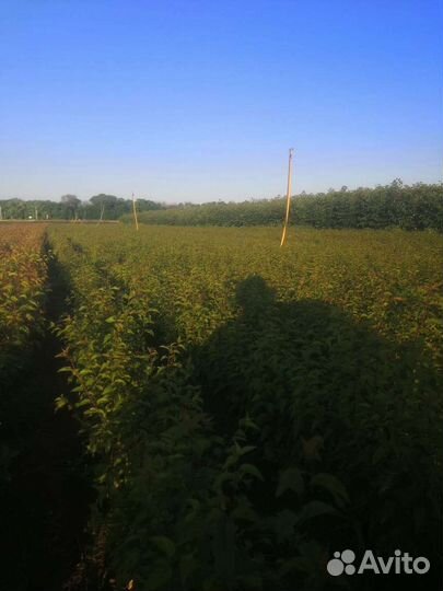 Садовые растения