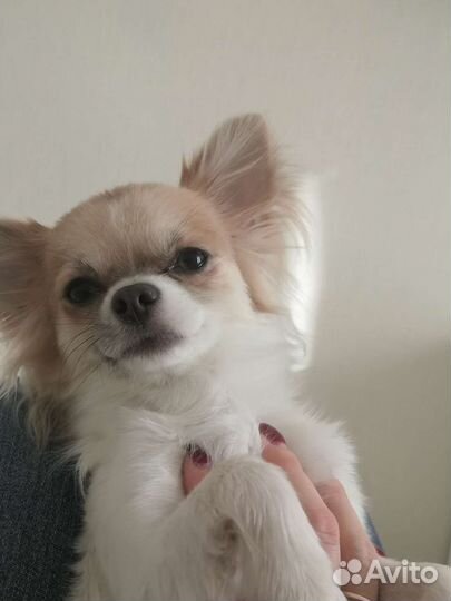 Кобель чихуахуа с голубым геном. Вязка