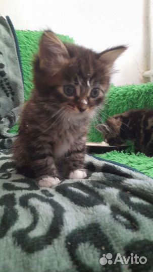 Котята ищут дом