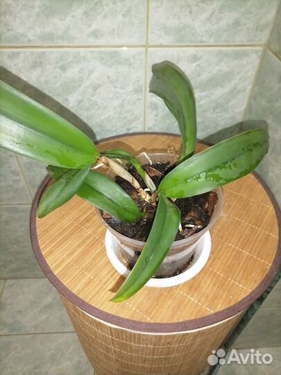 Орхидея каттлея