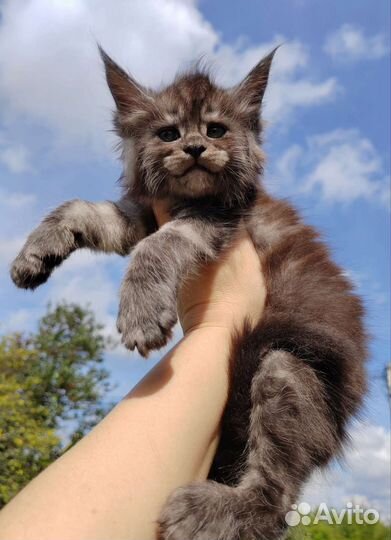 Мейн-кун кот чёрный дым