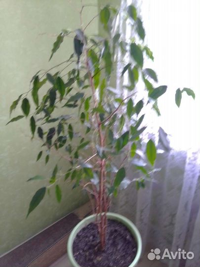 Фикус бенджамина