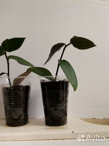 Традесканция стыдливая невеста