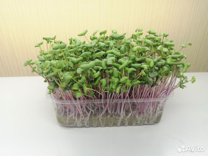 Микрозелень