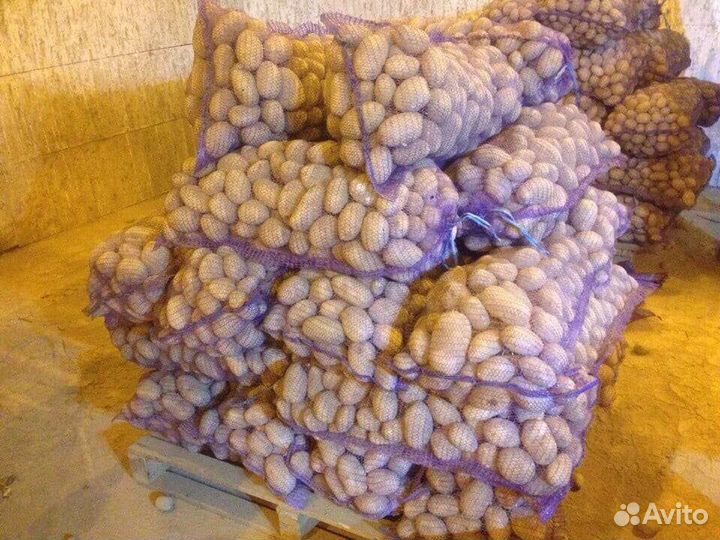 Картофель продам