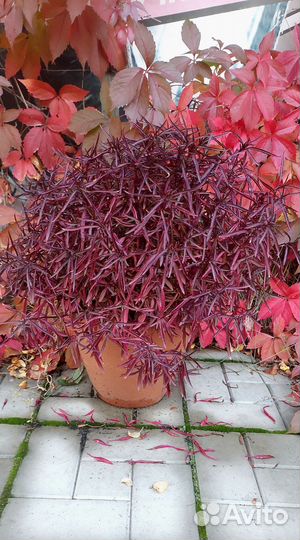 Альернантера