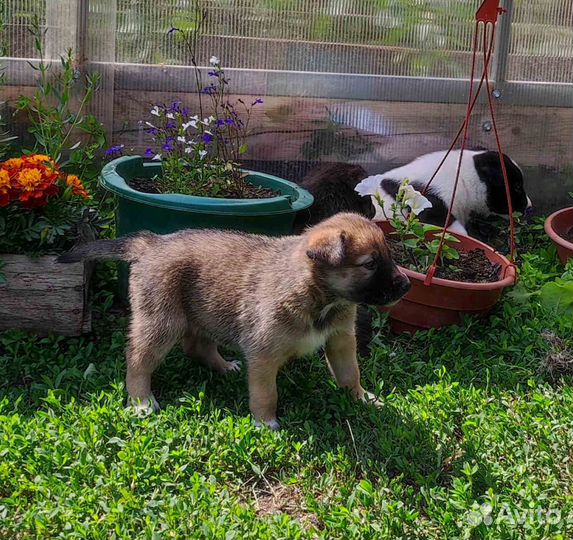 Щенки бесплатно