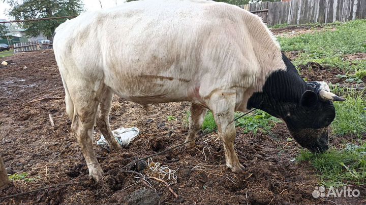 Бык, корова