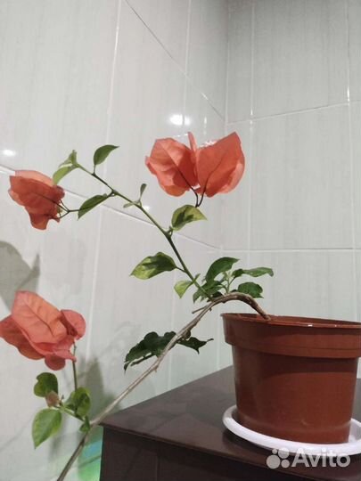 Бугенвиллия