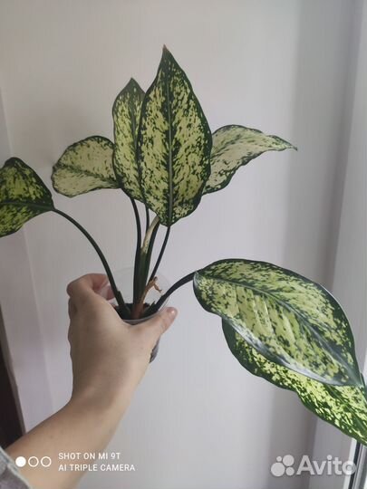 Аглаонема first diamond