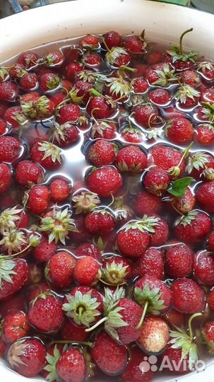 Рассада земляники садовой