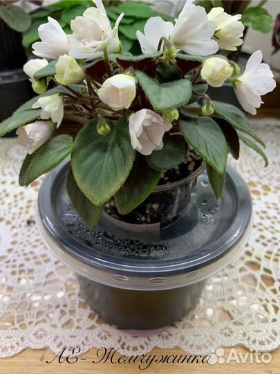 Фиалка на фитильном поливе