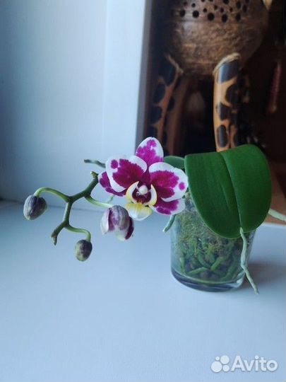 Орхидея
