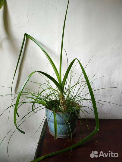 Индийский лук