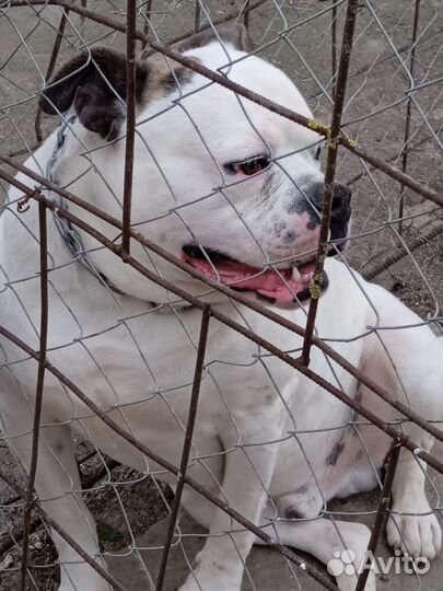 Американский бульдог вязка