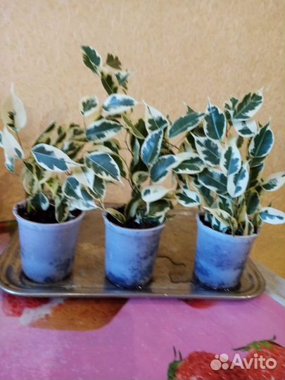 Фикус бенджамина