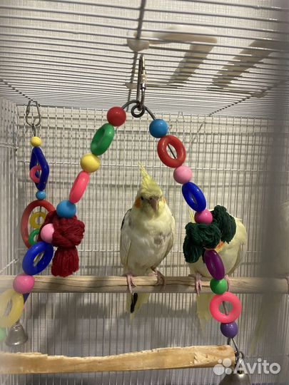 Попугай корелла птенец