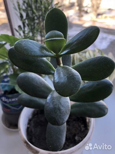 Денежное дерево