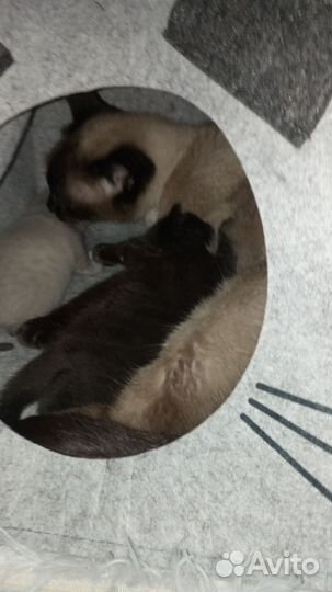 Кошки бесплатно