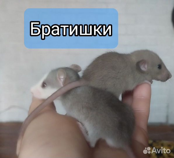 Дамбо крысята