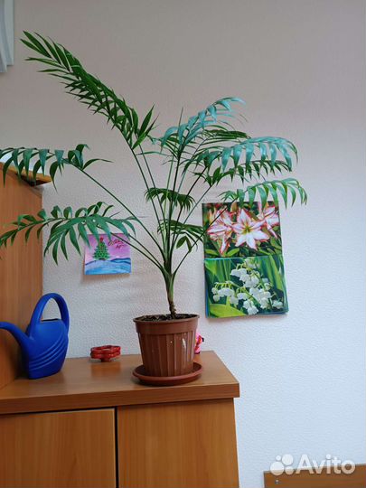 Продаются цветы