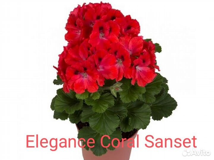 Укорененные черенки королевских пеларгоний