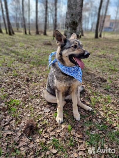 Собака в добрые руки, Ариэль