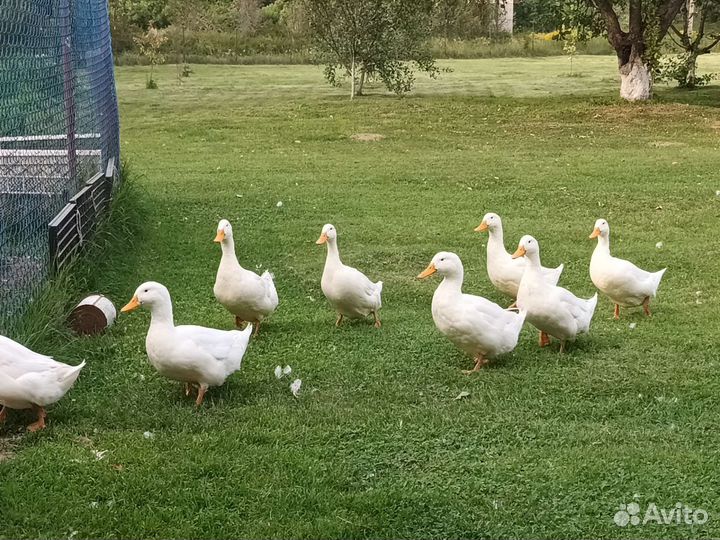 Черривелли, индюки