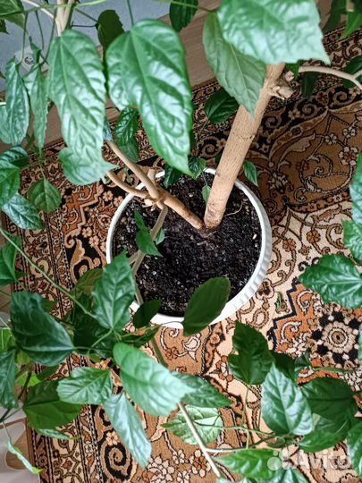 Китайская роза