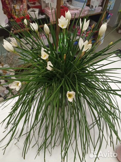 Зефирантес белый