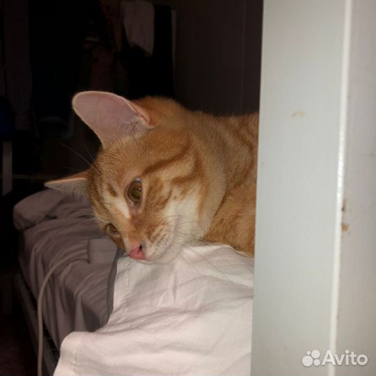 Кот 6 мес
