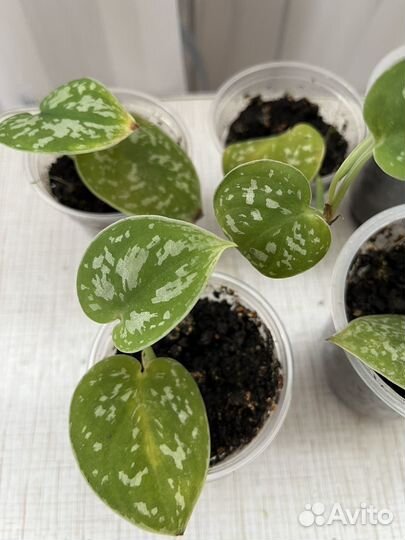 Филодендрон Миканс, сциндапсус