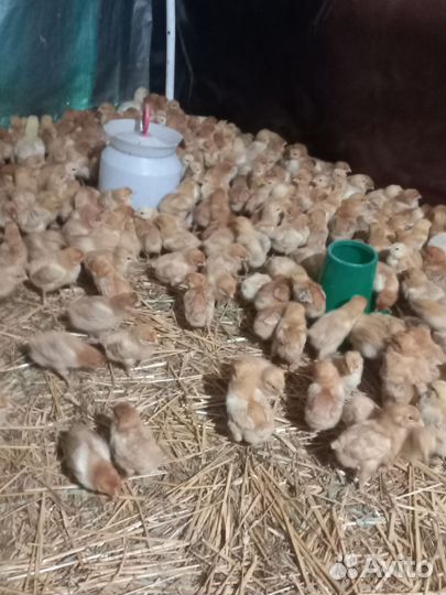 Цветной бройлер. Старт продаж с 15 мая