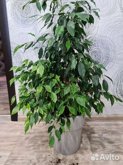 Фикус бенджамина большой