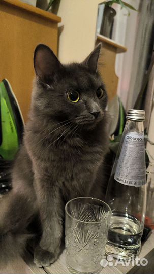 Кошки в добрые руки