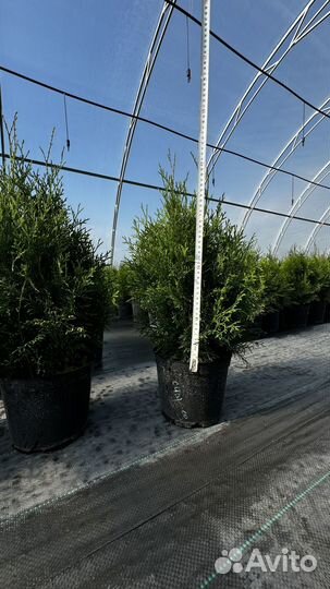 Туч смарагд 50+