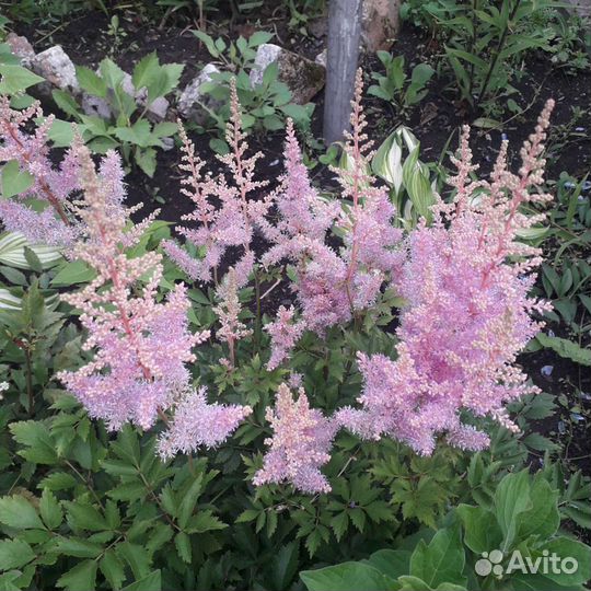 Астильба и хосты