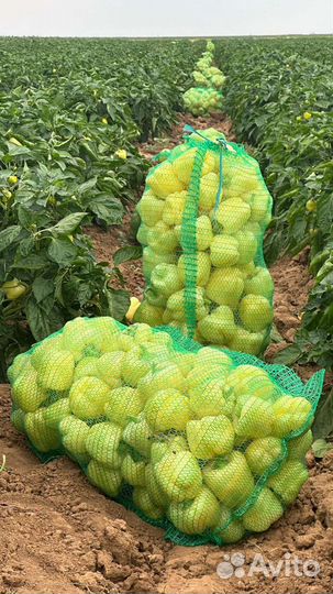 Астраханские перцы сетевое качество