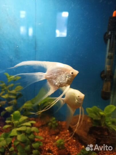 Аквариумные рыбки