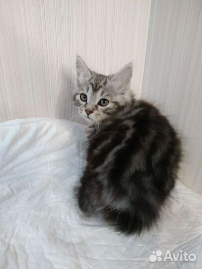 Котята. Кур. бобтейлы. Цены в тексте