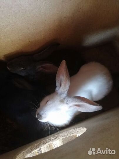 Кролики мясных пород