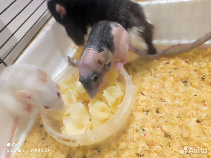 Крыса сфинкс на стандарте