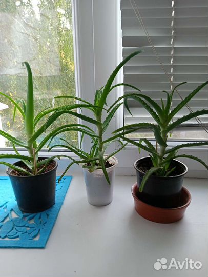 Алоэ лечебный молодой